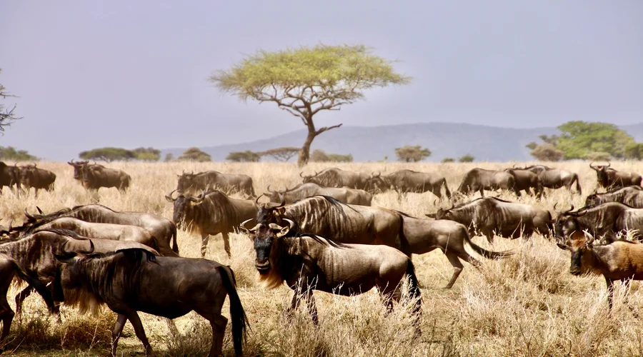 Key Reasons for Great Serengeti Wildebeest migration