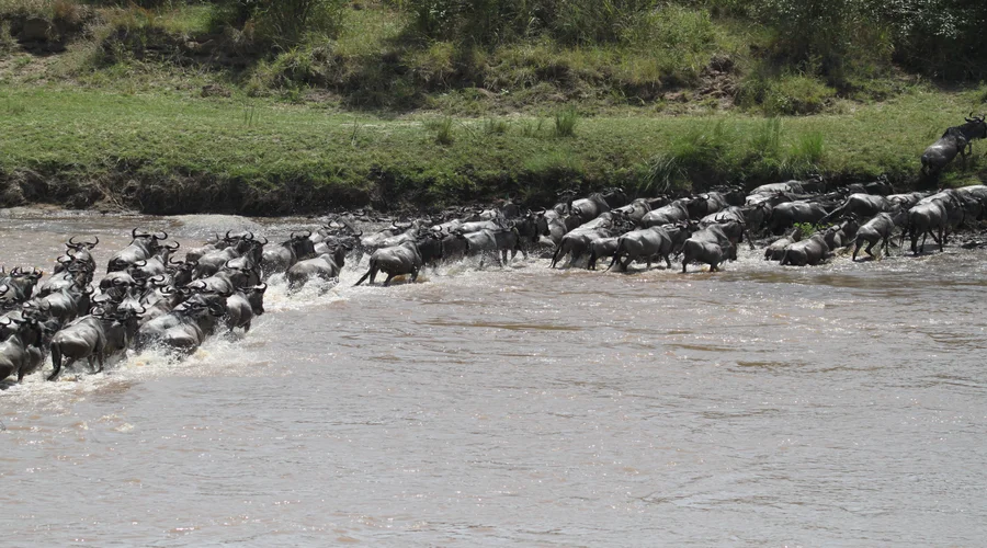 The Best time to visit Serengeti For the Great Wildebeest Migration