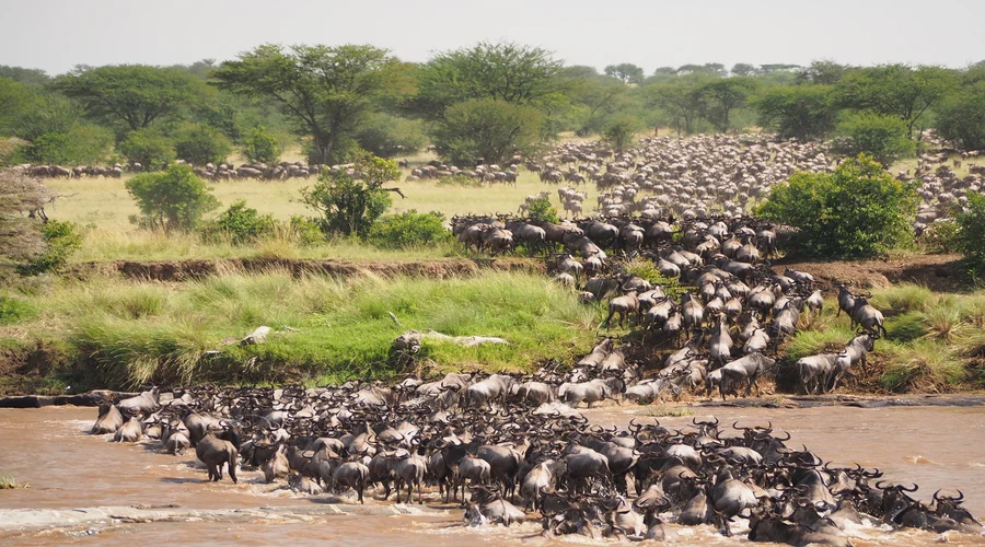 The best Great Serengeti Wildebeest migration Tanzania Safari Tours