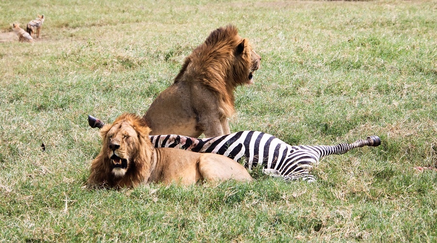  Tanzania  camping in Arusha