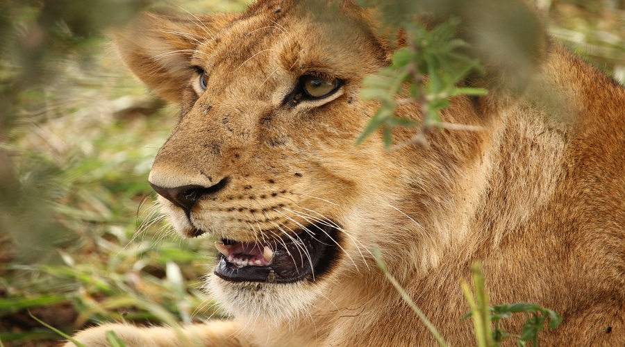 Ngorongoro Wildlife