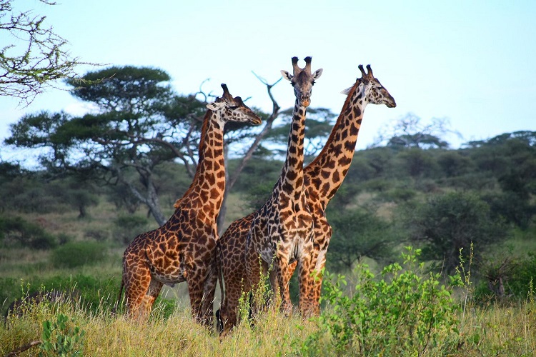 Best Time for tanzania safari - Girrafes