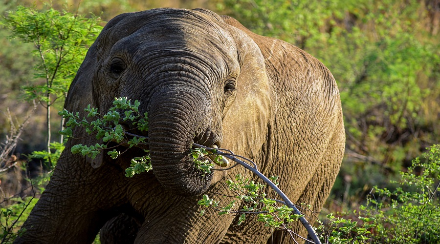 Best Tarangire safari Packages - Elephant