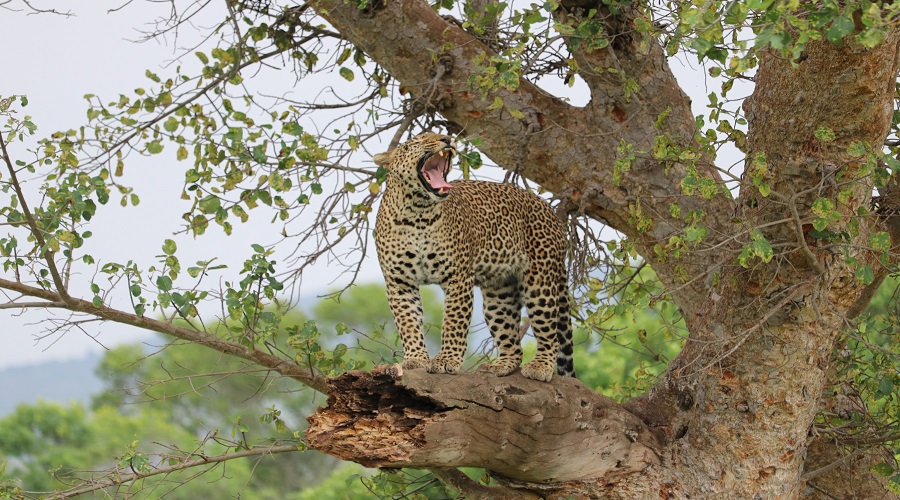 5 days luxury safari