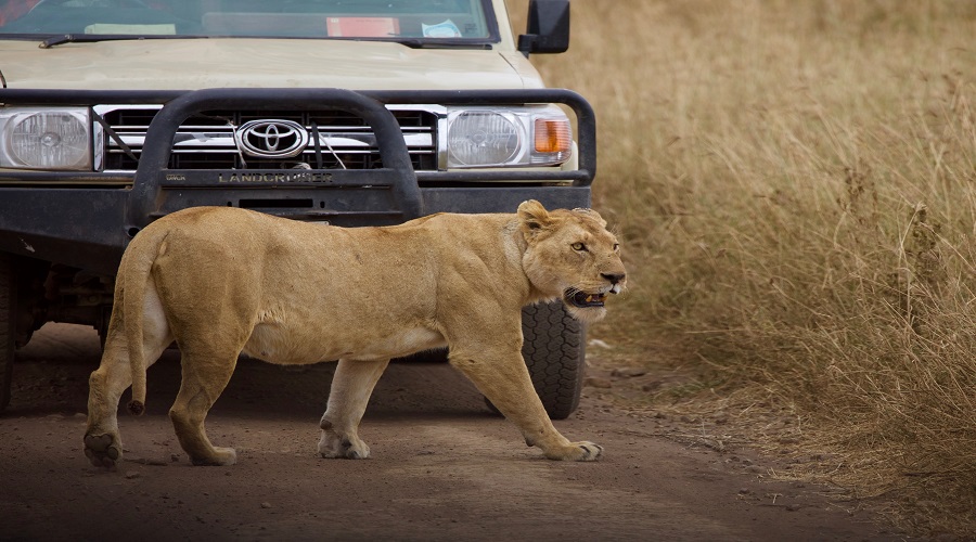 lion at Serengeti National Park during 5 day tanzania private safari