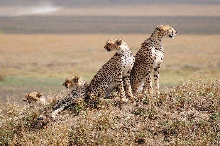 Serengeti Wildlife