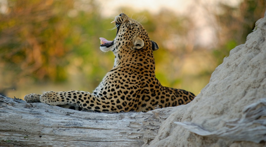 8 Days Tanzania and Zanzibar Luxury Safari