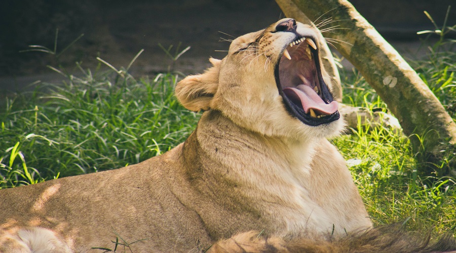 Serengeti Wildlife