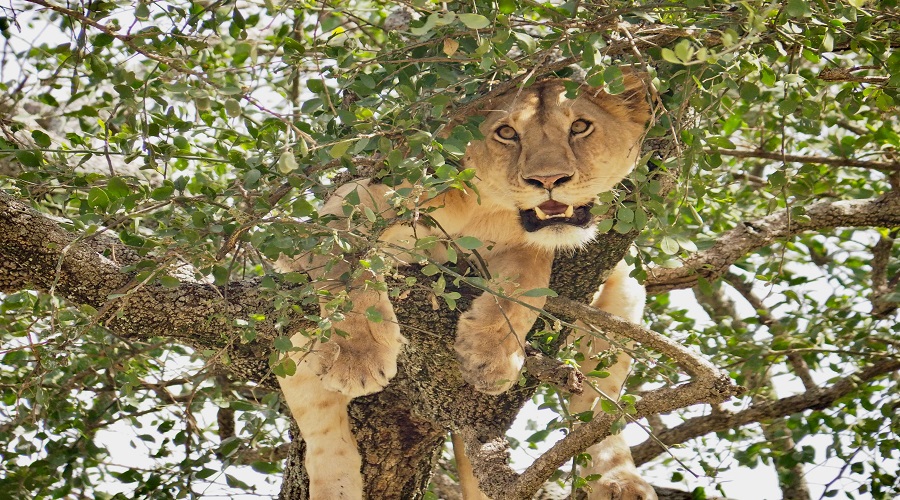 Serengeti National Park during Private Camping Safari