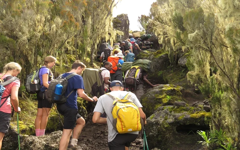 7 days machame route Kilimanjaro climbing