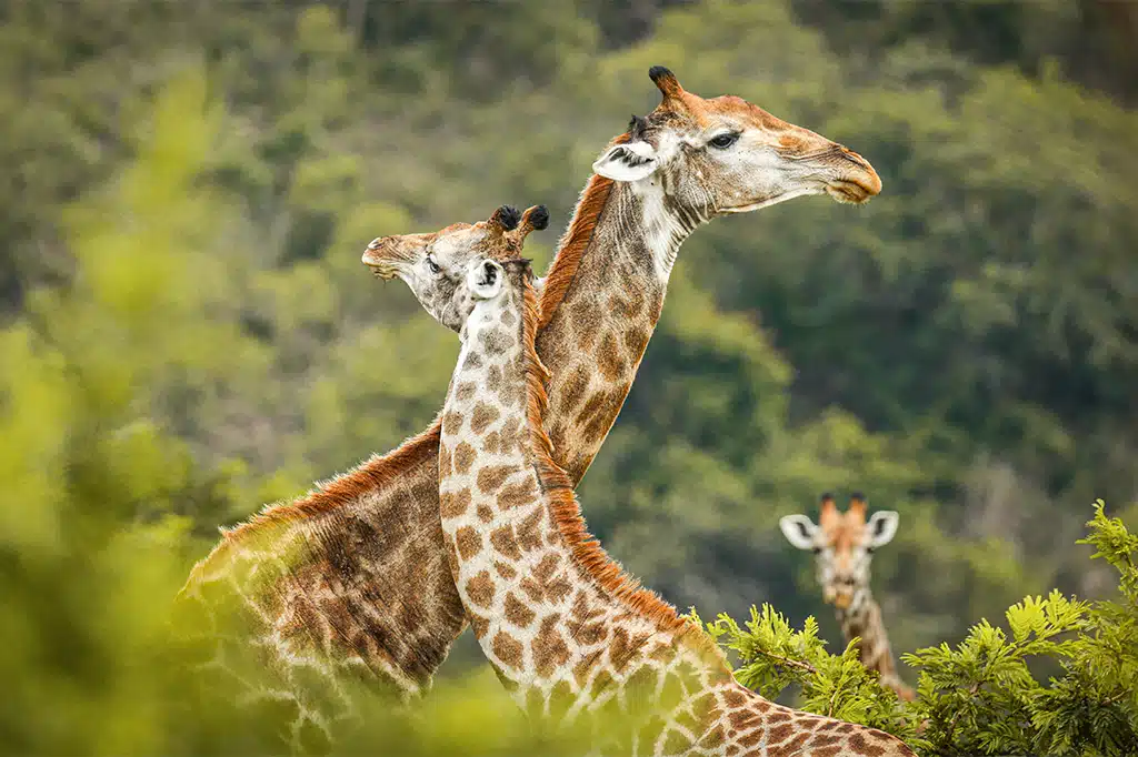 1 Day Arusha National Park Safari 1 Day Arusha National Park Safari