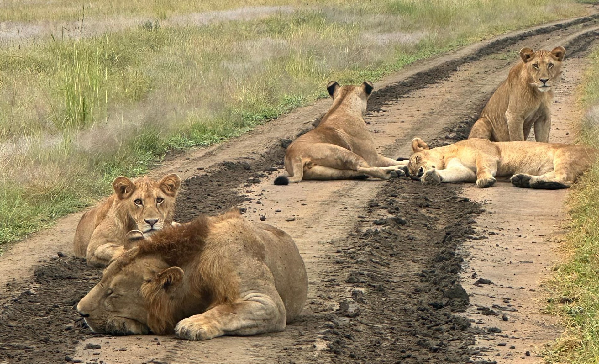 Pride of lions relaxing in Mikumi National Park