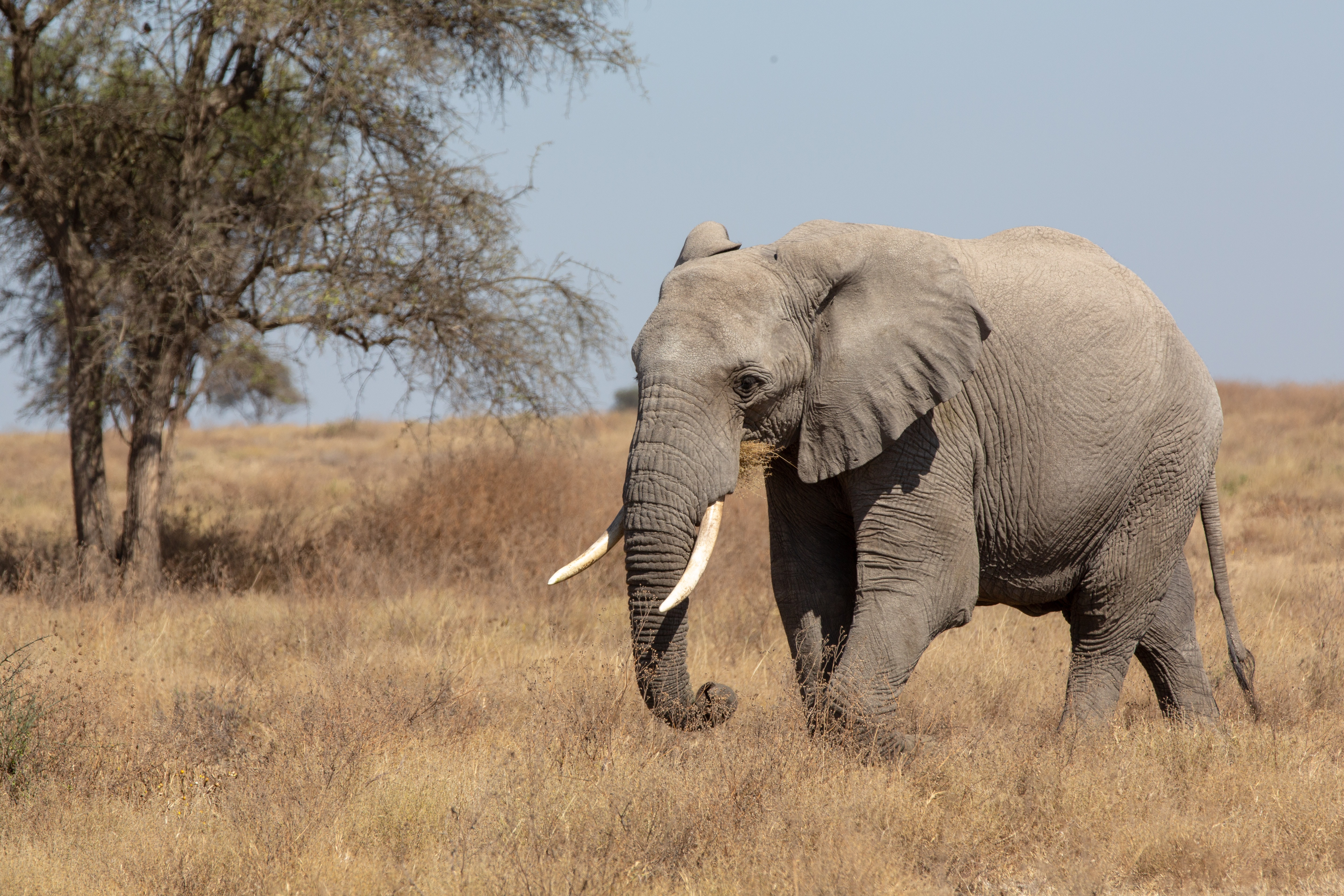 tanzania  big five safari an Elephant at Tarangire