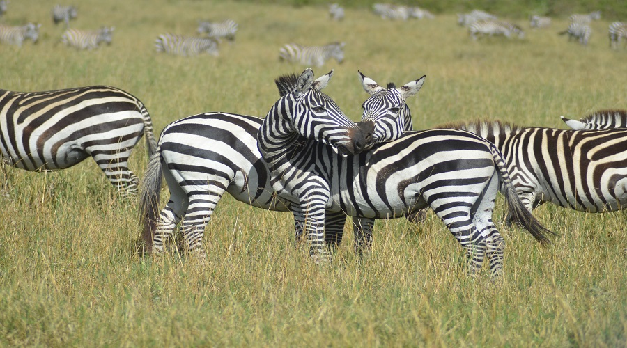 Zebra