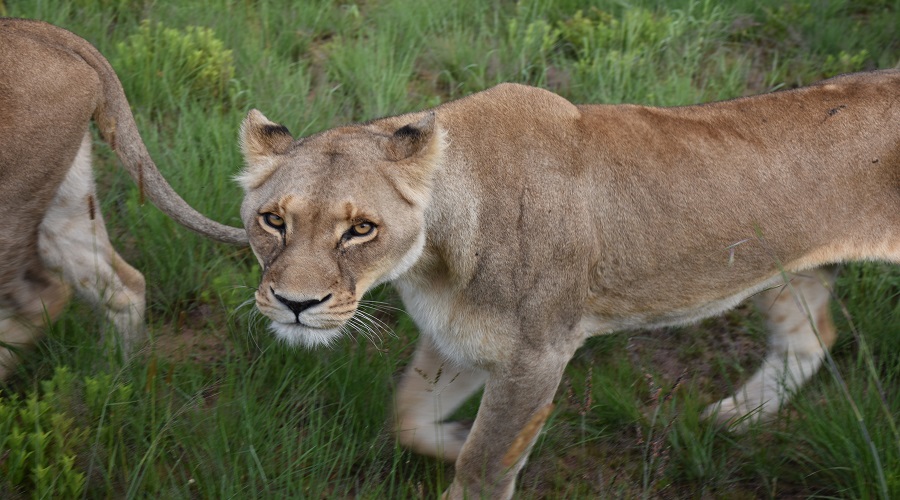 Tarangire Safari