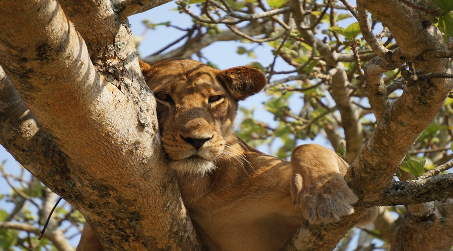 2 Days Tanzania Private Safari