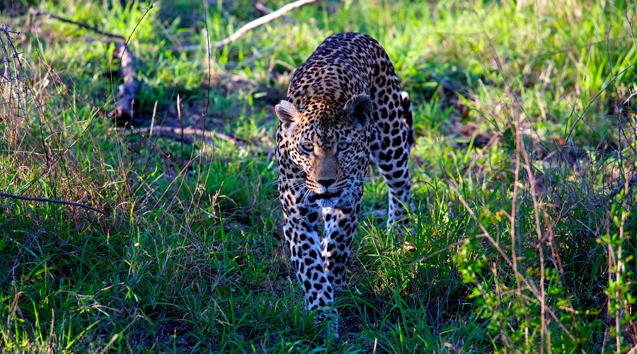 Ngorongoro Crater Safari