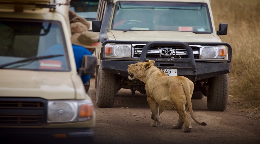 4-Day Serengeti Safari 