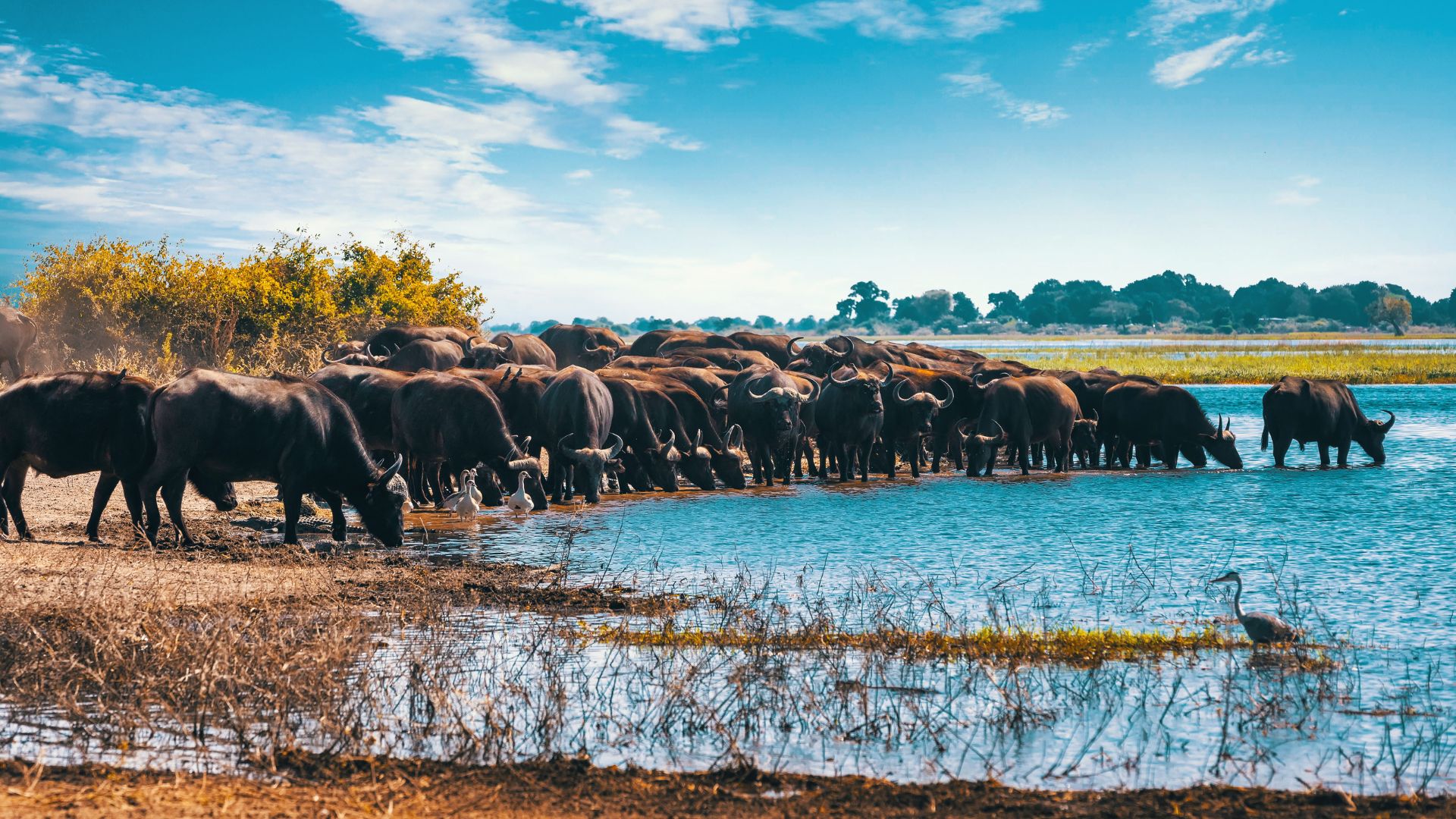 1 Day Lake Manyara National Park Safari 1 Day Lake Manyara National Park Safari