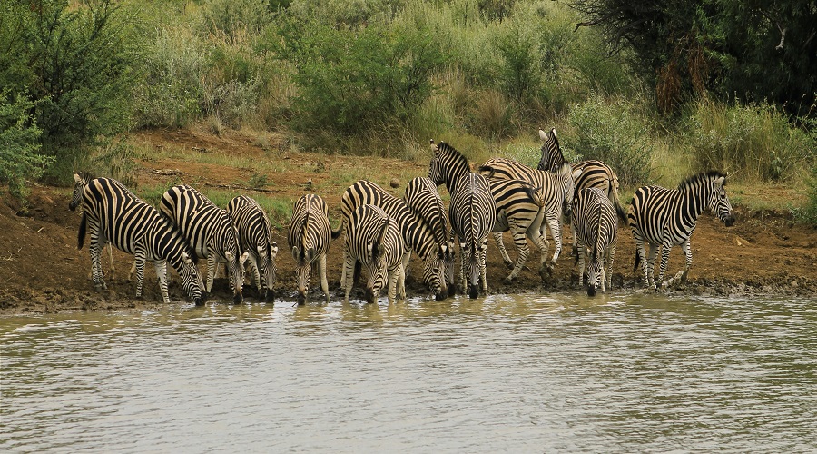 2 Days Safari to Lake Manyara & Ngorongoro