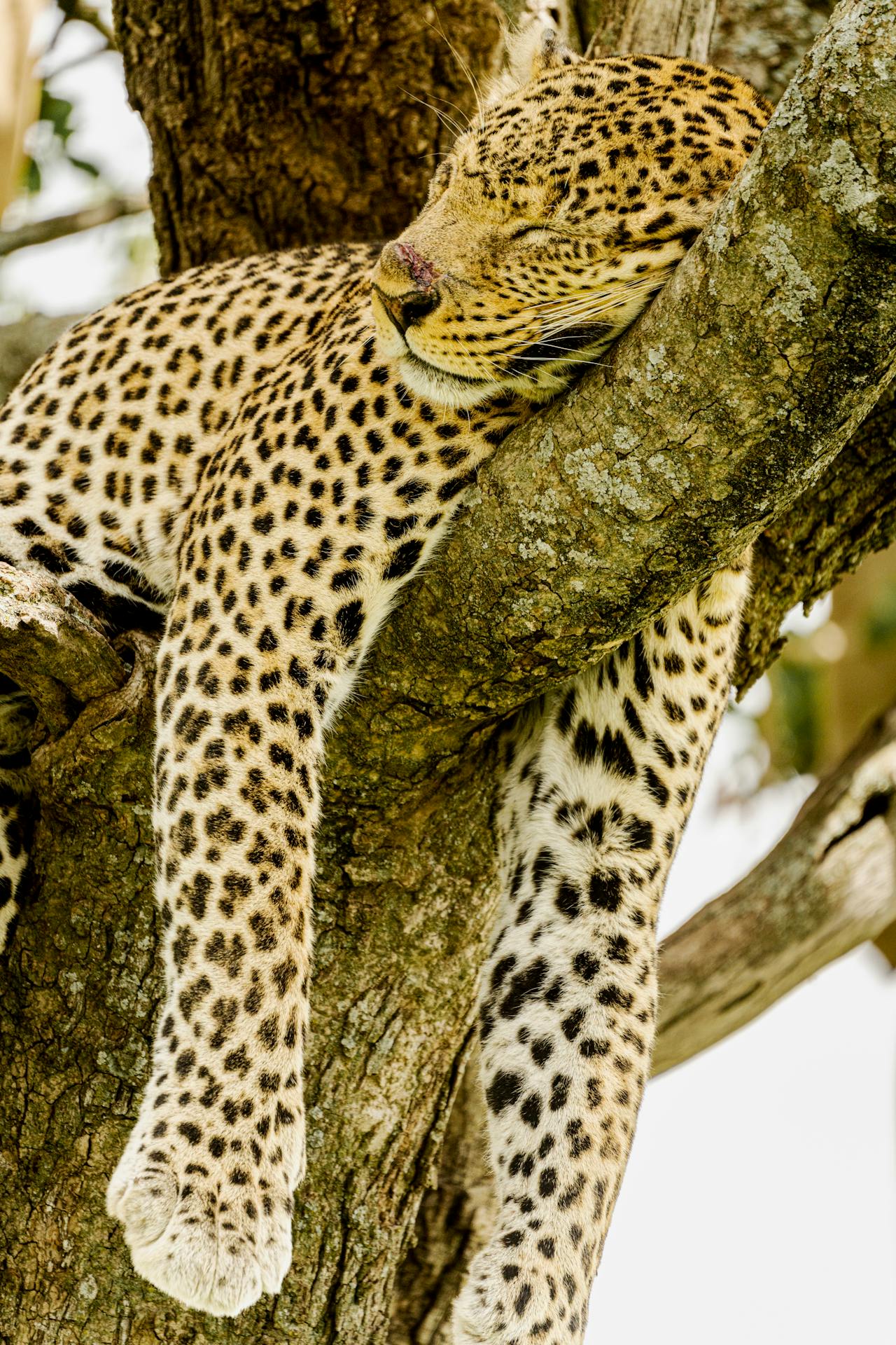 Big Five Leopard sleeping on a tree