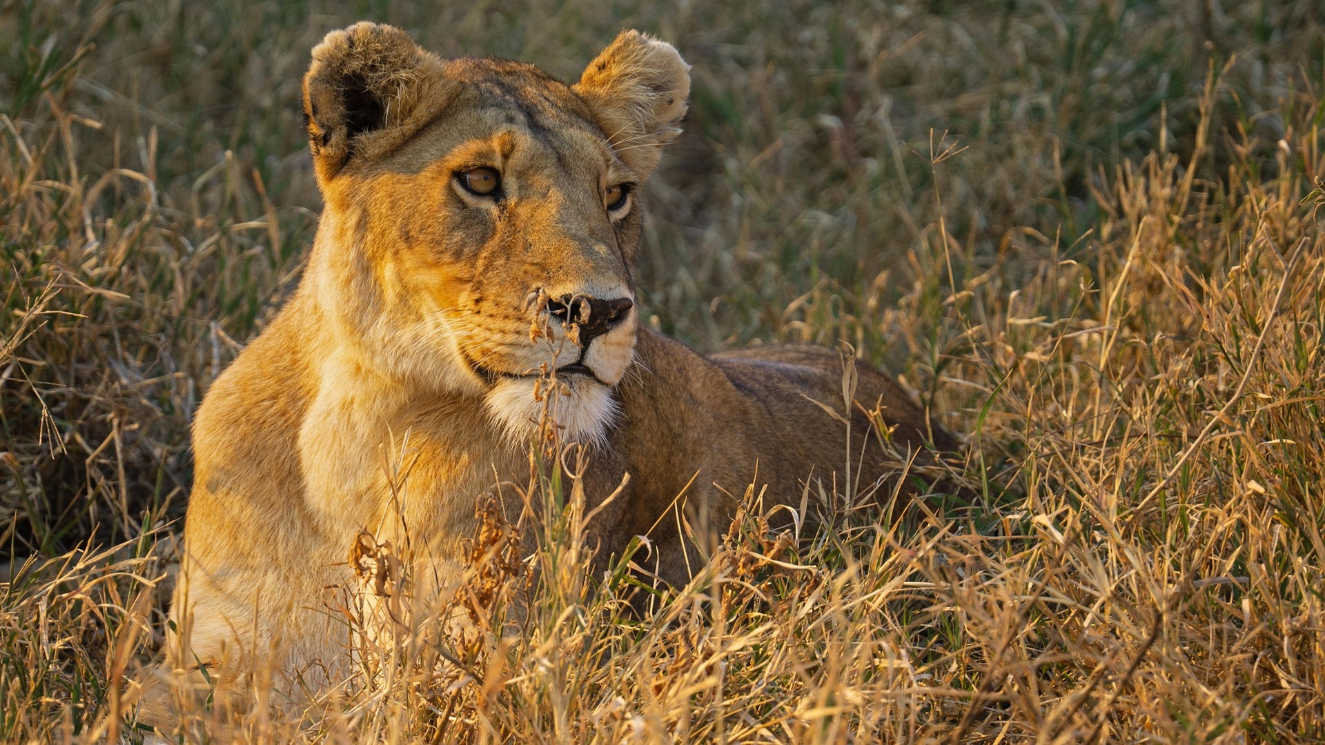 2-Day Lake Manyara & Ngorongoro Safari