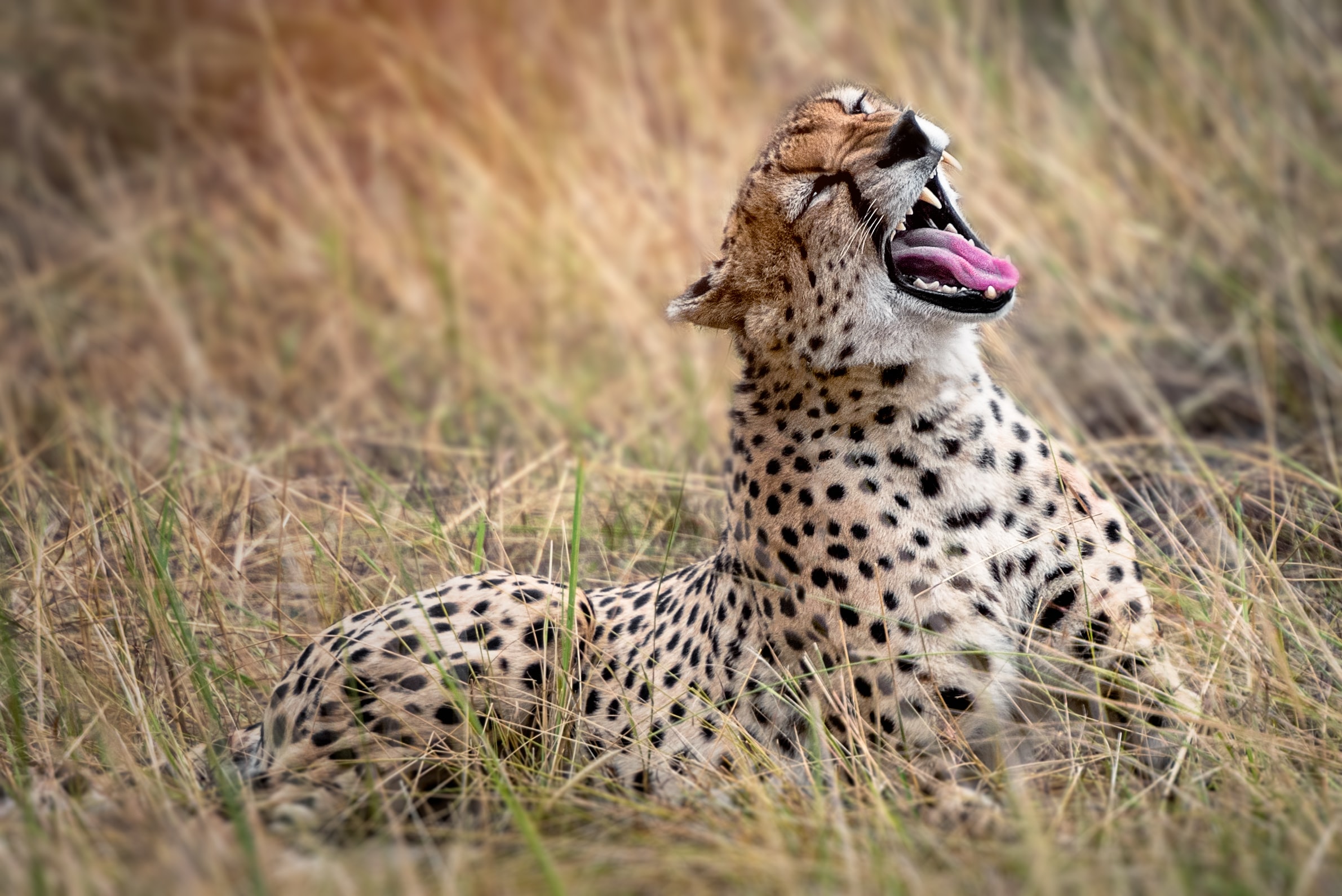 Luxury Tanzania Safari