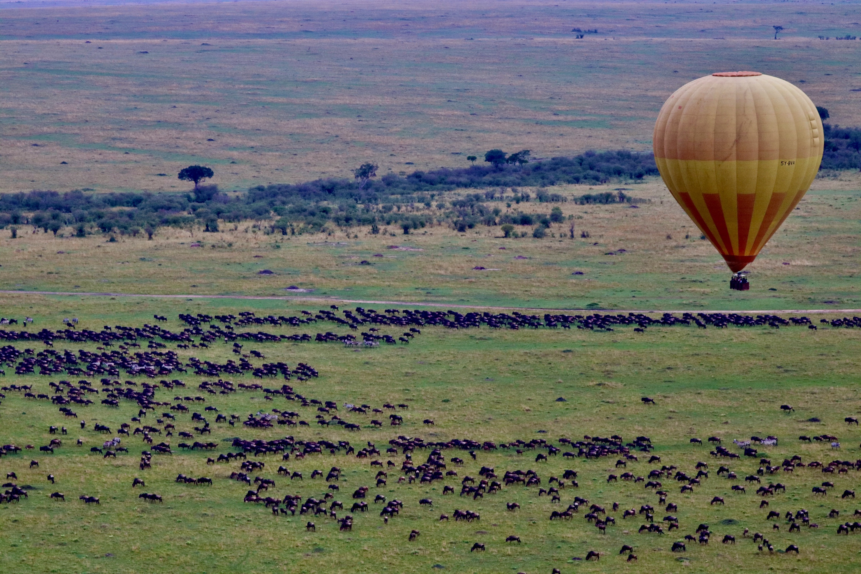 Best Serengeti safari Packages - Wildebeest