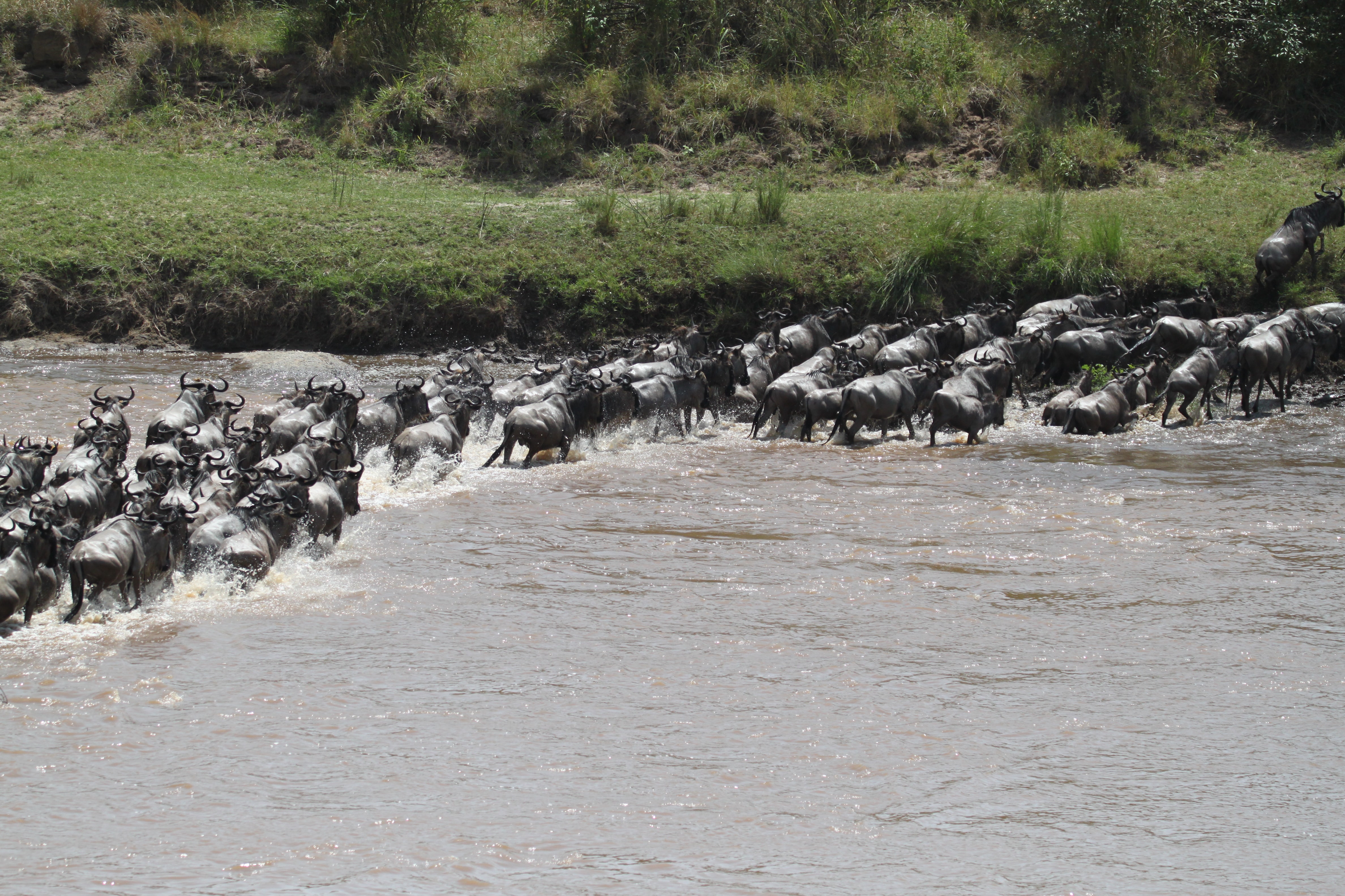 Serengeti Migration Safari