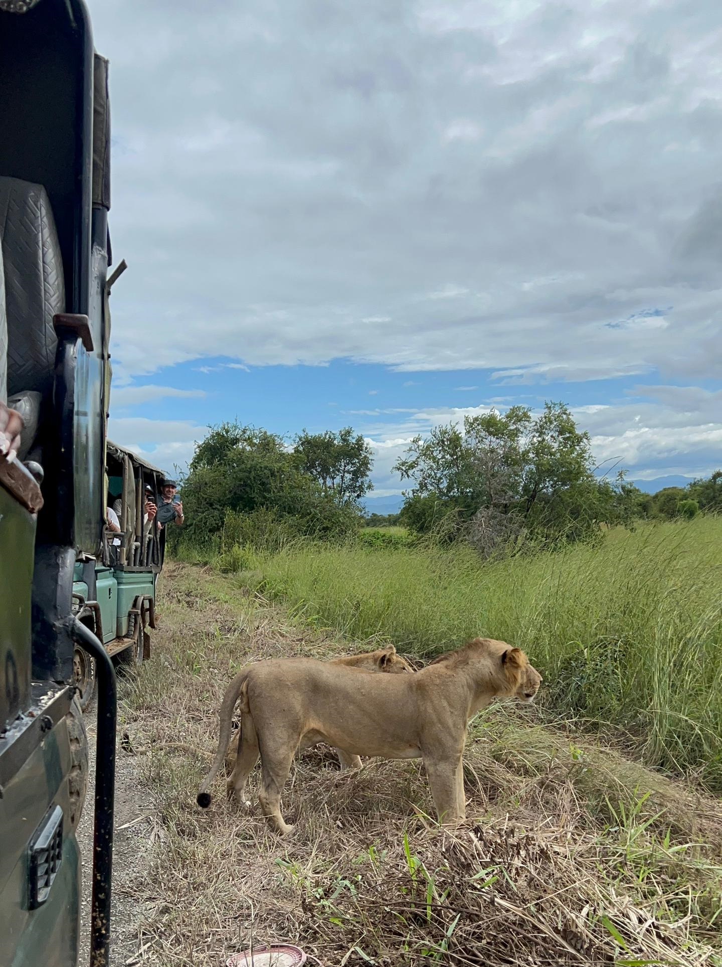 Game drive vehicle in the bush