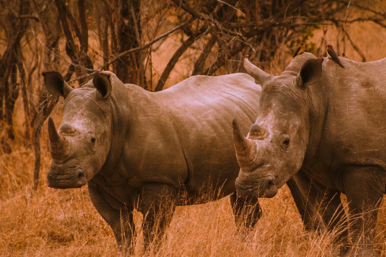 Wildlife adventure in Serengeti National Park during the Tanzania Big Five Safari