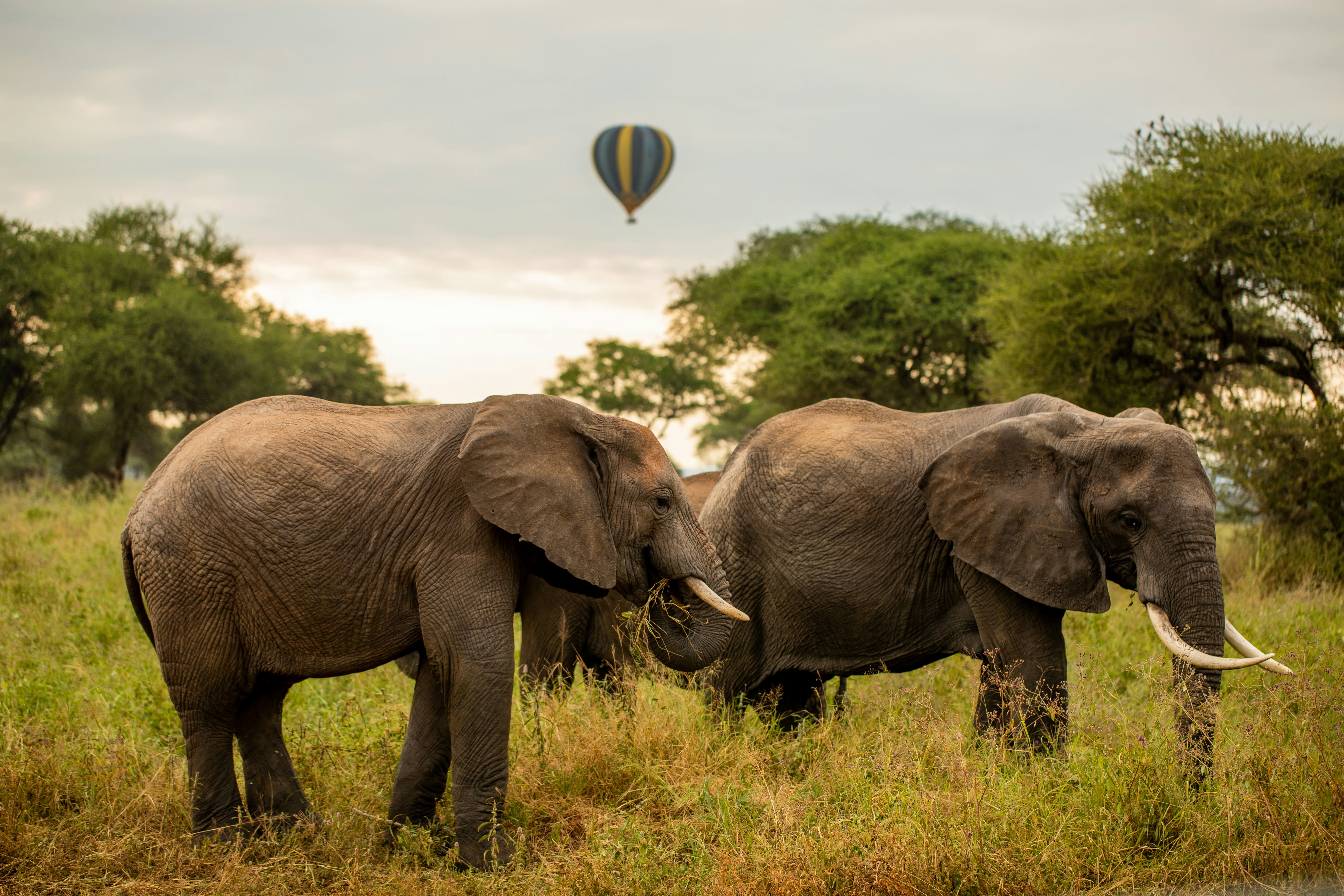 Best day trips safari from Zanzibar Island 2026 & 2027