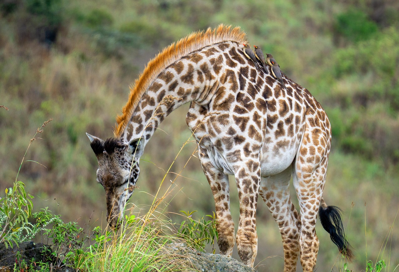 2 Days Tanzania Private Safari - Tarangire & Lake Manyara