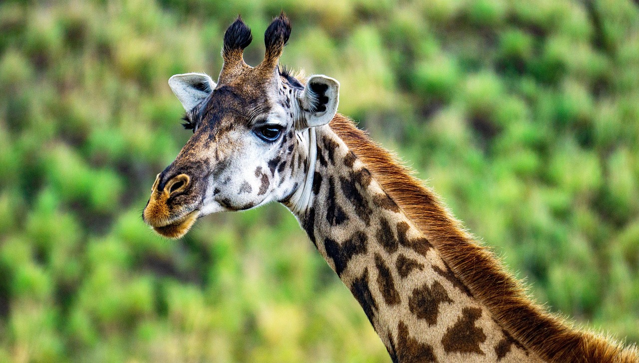 5 Days Tanzania Luxury Safari to Tarangire, Serengeti  and Ngorongoro Crater