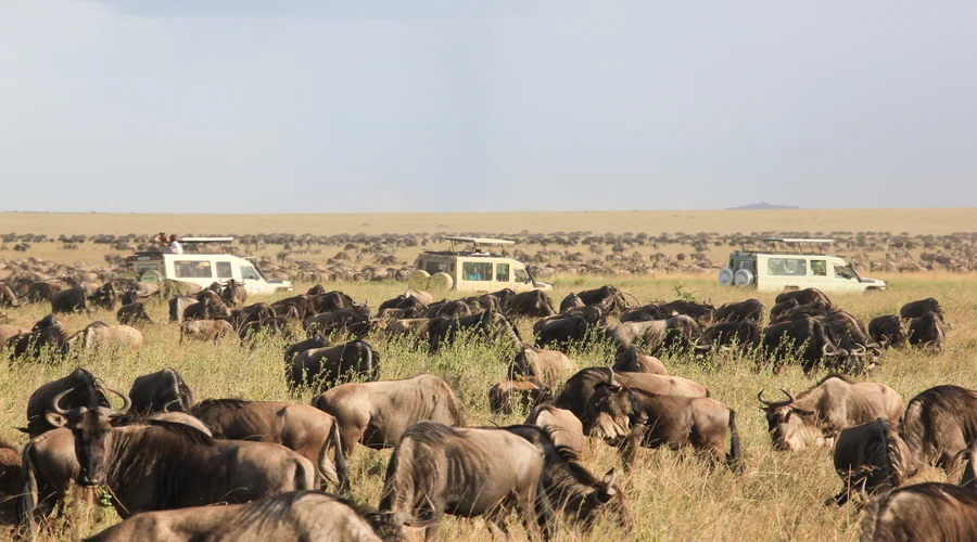 5 Days Serengeti Migration Safari