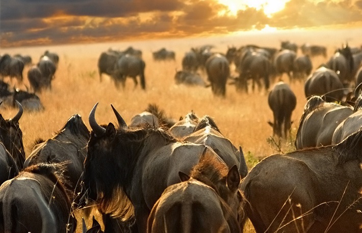 6 Days Serengeti Migration Safari