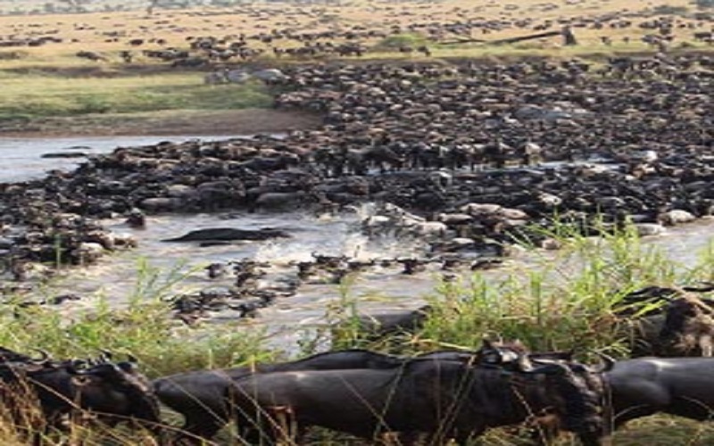 7 Days Serengeti Migration Safari