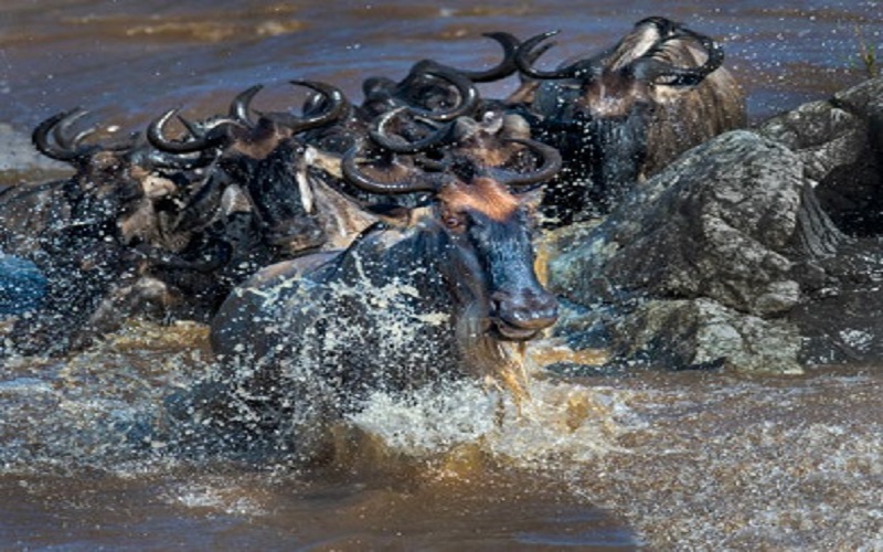 8 Days Serengeti Migration Safari