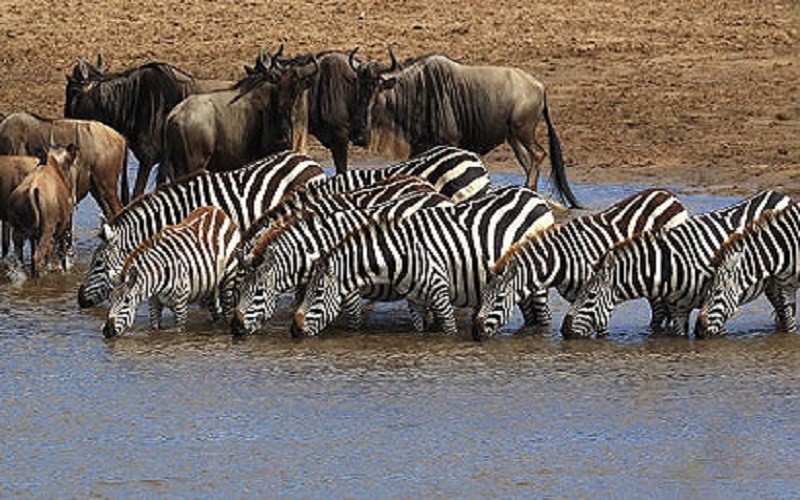 5 Days Serengeti Migration Safari