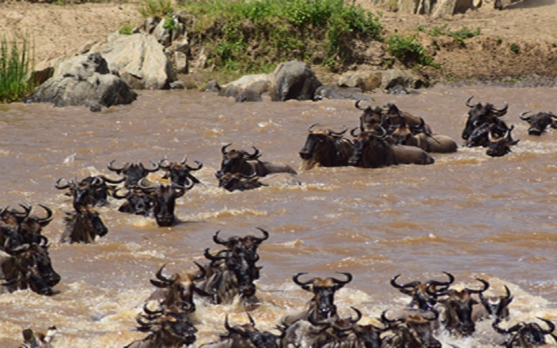 3 Days Serengeti Migration Safari