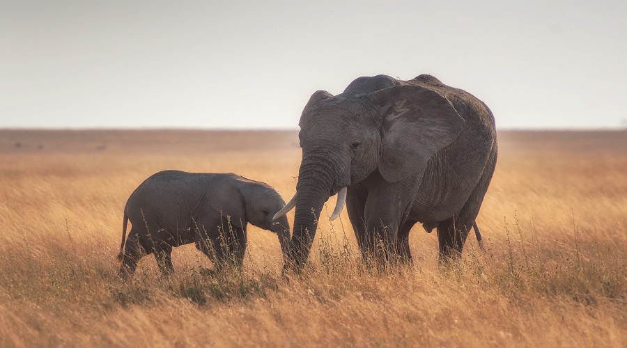 8-Day Tanzania Classic Luxury Safari