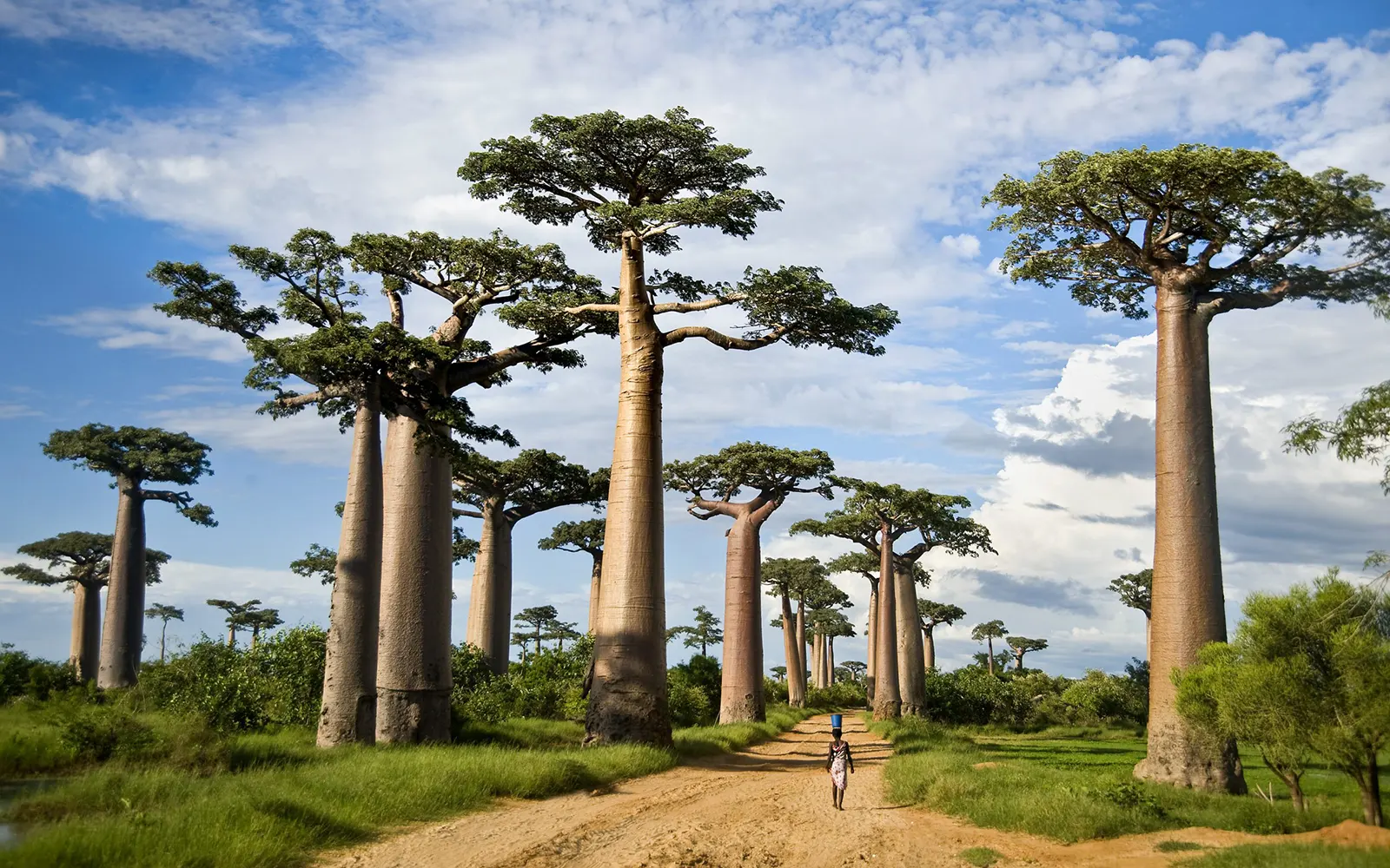 1 Day Tarangire National Park Safari 1 Day Tarangire National Park Safari