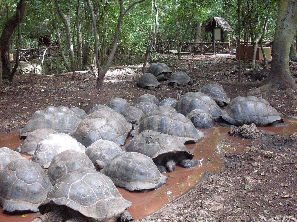 Giant Tortoise