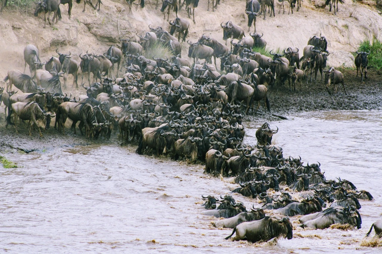 5 Days Private Serengeti Migration Safari