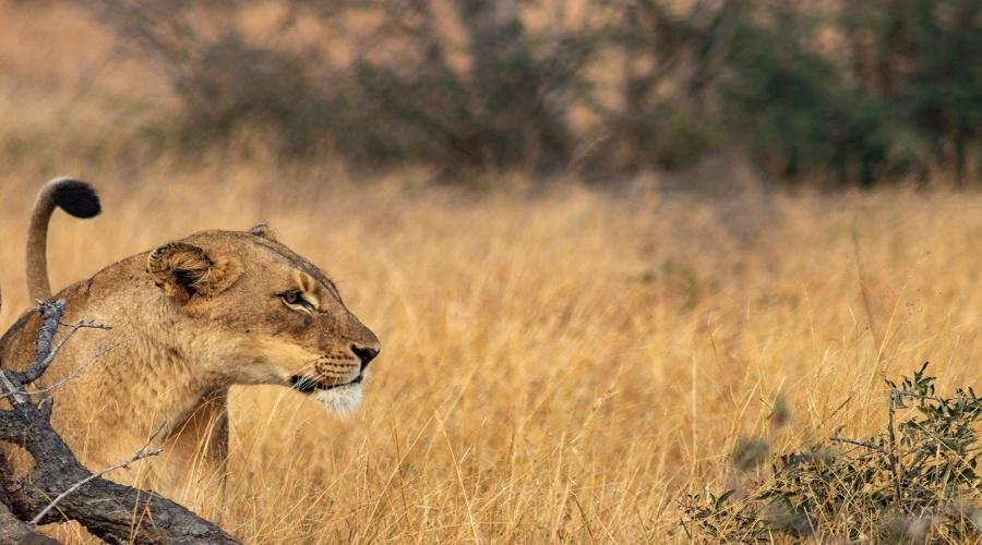 5 days Tanzania safari