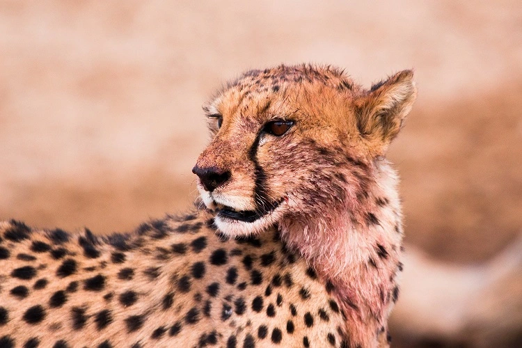 3 days Tanzania safari