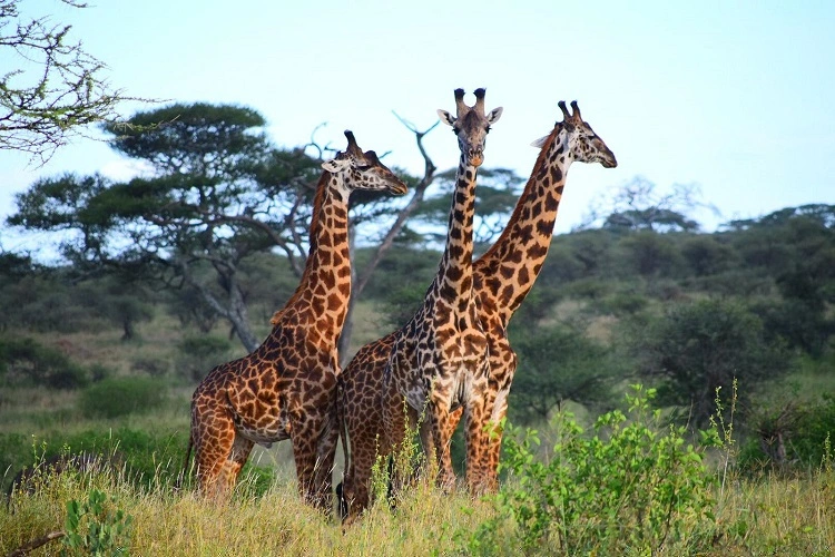 5 days Tanzania safari