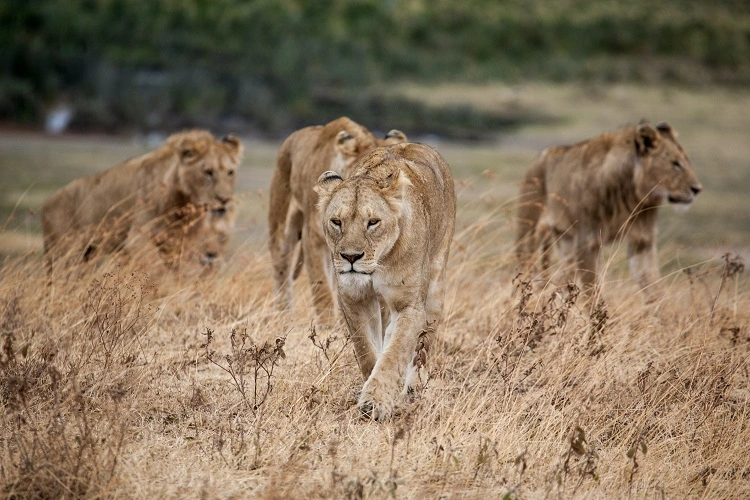 5 days Tanzania safari