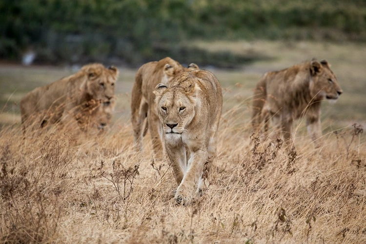 Mikumi National Park Safari: The Best 1 Day trip from Dar es Salaam 2026-2027
